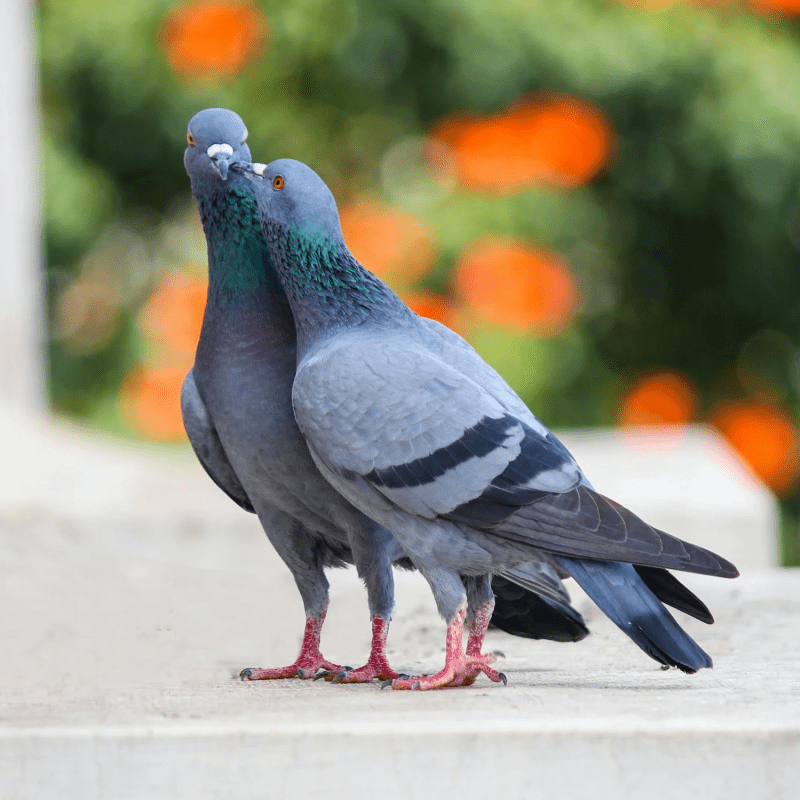 gemeentevd